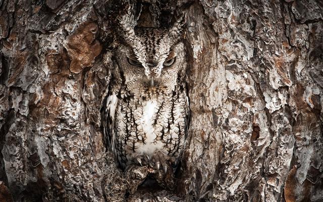 gray and black owl, nature, textured, tree trunk, no people, close-up, HD wallpaper