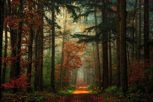 forest illustration, red and green leaf trees, path, fall, nature, HD wallpaper