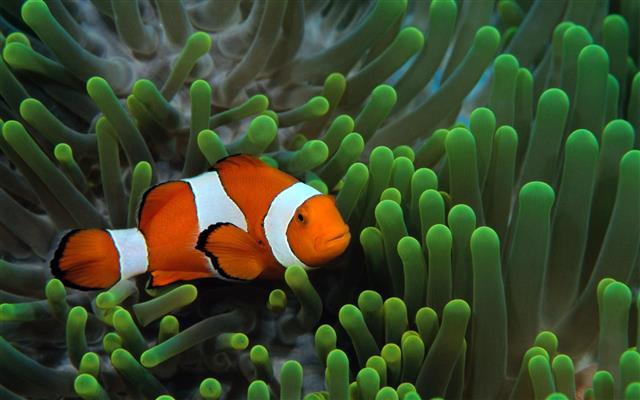 Fish Clownfish Underwater Widescreen, fishes, HD wallpaper