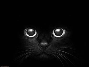 black cat digital wallpaper, monochrome, dark, animals, black background, HD wallpaper