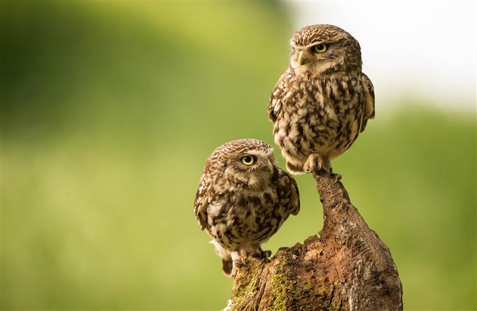 two brown owls, two brown birds on tree branch, photography, nature, HD wallpaper