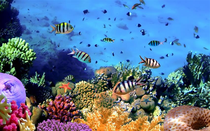 Colorful tropical fish, coral, underwater, ocean, white and black fish, HD wallpaper