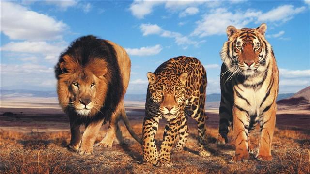 wild cats, tiger, lion, big cats, leopard, eyes, savanna, animals, HD wallpaper