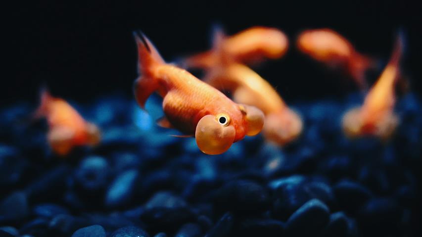 orange fish, Bubble Eye, goldfish, animals, animal themes, water, HD wallpaper