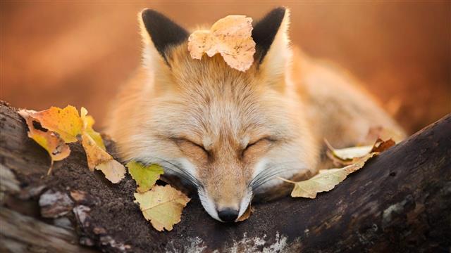 brown fox, beige fox laying on tree, nature, animals, trees, leaves, HD wallpaper