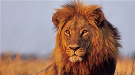 male lion, animals, big cats, animal themes, feline, lion - feline, HD wallpaper