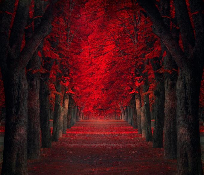 red leaf trees, red trees illustration, path, leaves, fall, park, HD wallpaper