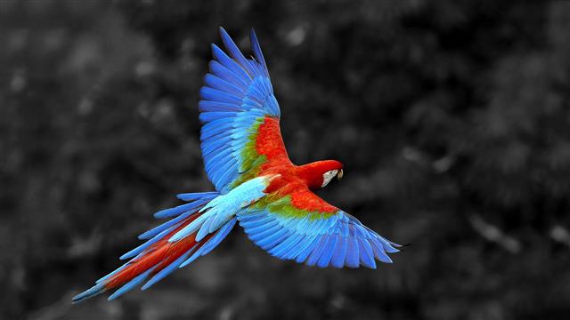 Macaw Colors HD, bird, flying, parrot, rainbow, HD wallpaper