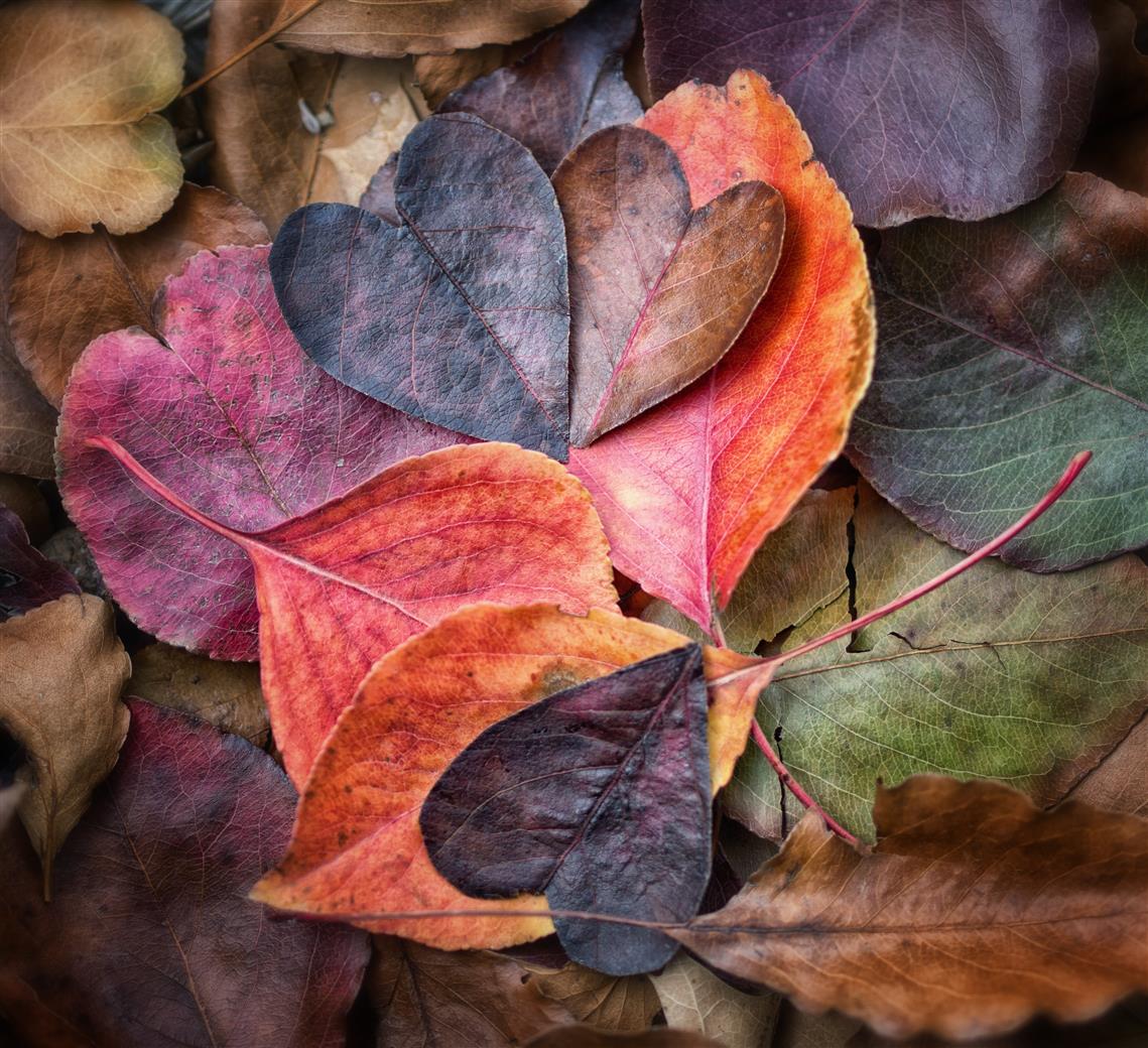 heart shaped leaves, Fall In Love, Explore, autumn colors, contemporary, HD wallpaper