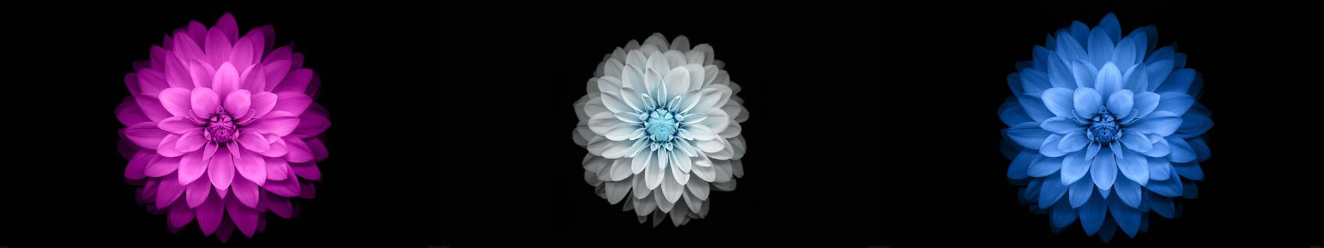 three assorted-color flower wallpaper, flowers, black, simple background, HD wallpaper