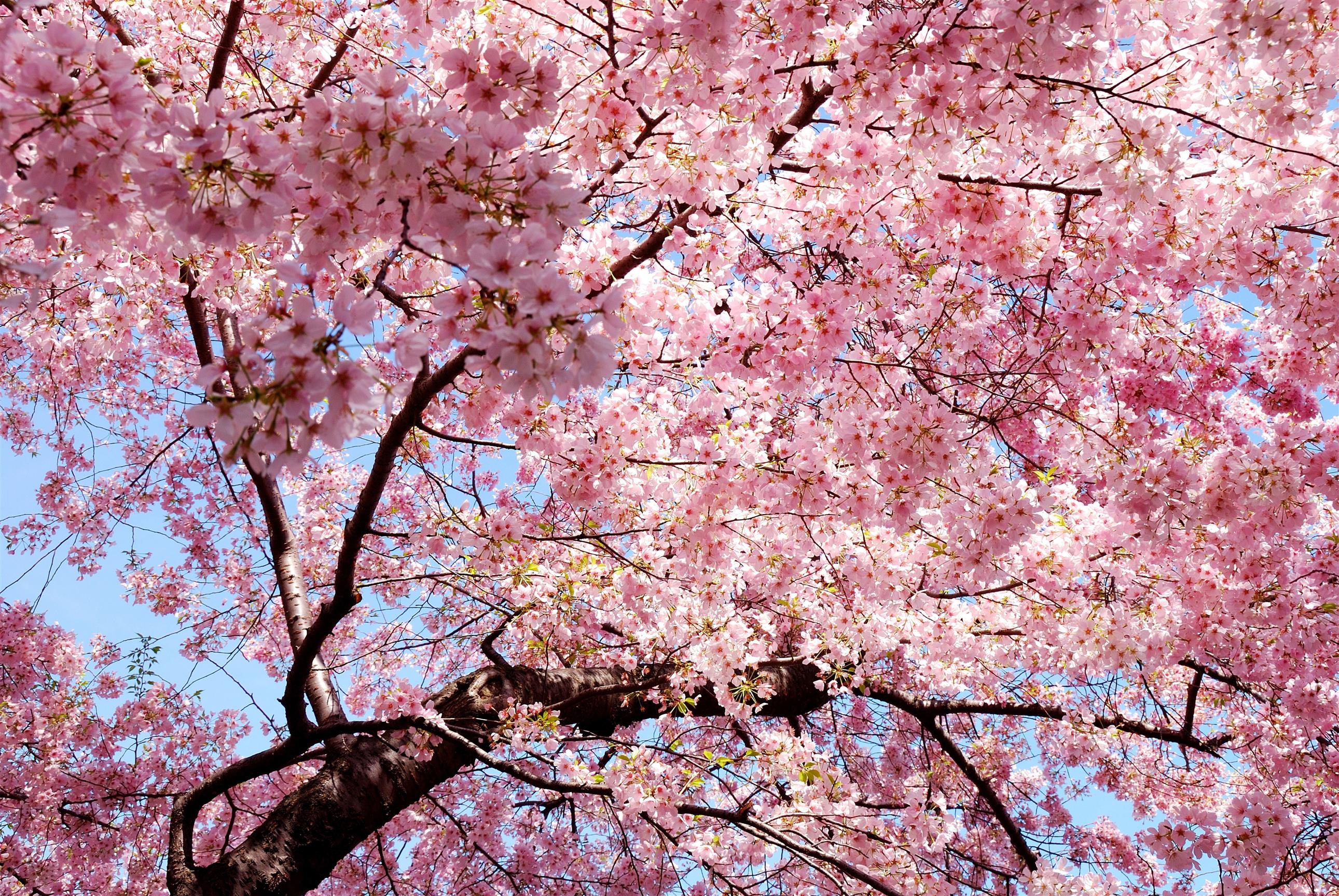 cherry blossoms tree, pink, trees, nature, magnolia, plant, flower, HD wallpaper