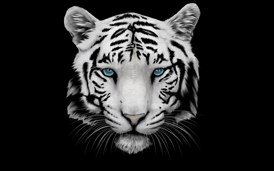 White Tiger and Blue Eyes, HD wallpaper