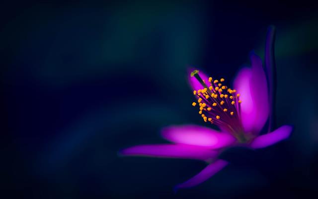 Purple flower, petals, macro photography, black background, HD wallpaper
