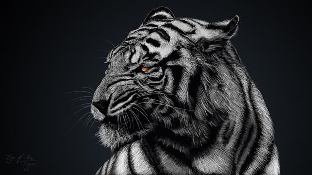 adult black and white tiger, selective coloring, animals, animal themes, HD wallpaper