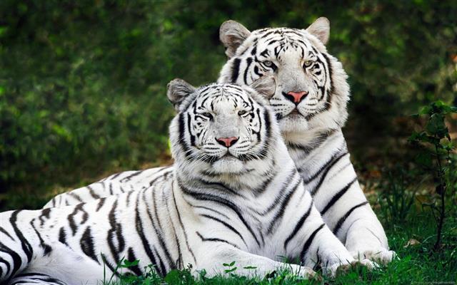 white and black tiger plush toy, animals, white tigers, nature, HD wallpaper