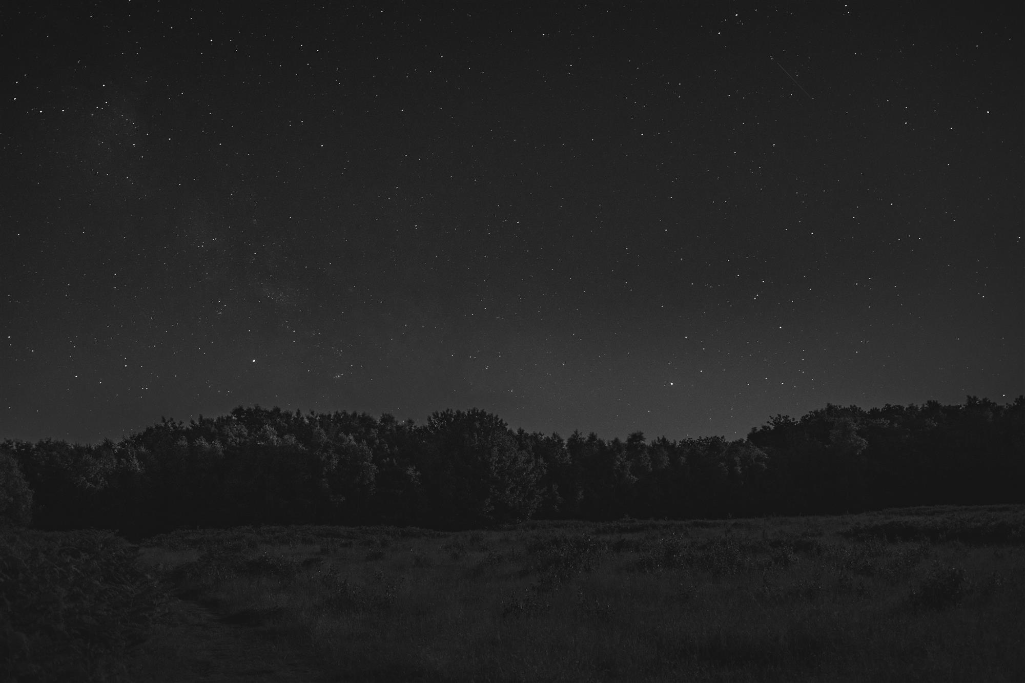 grayscale trees under starry sky wallpaper, forest, landscape, HD wallpaper