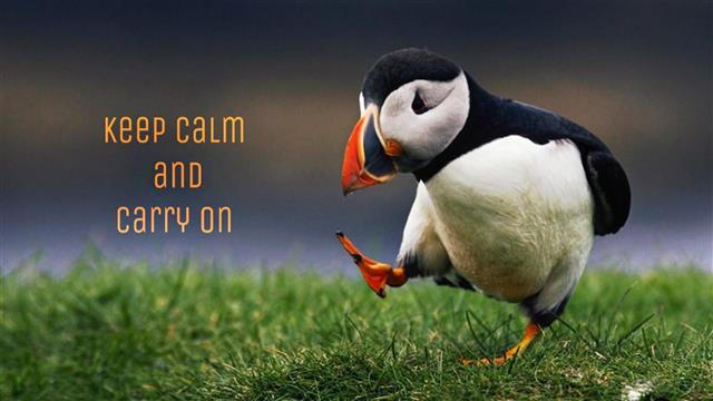 motivational, keep calm, carry on, bird, grass, plant, animal wildlife, HD wallpaper