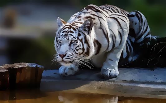 black and white albino tiger, white tigers, animals, artwork, HD wallpaper