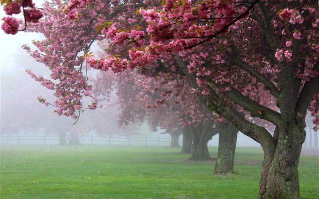 pink cherry blossom trees, nature, landscape, cherry trees, mist, HD wallpaper